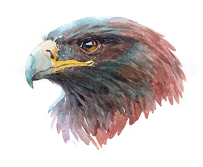 Watercolor eagle  bird animal on a white background illustration
