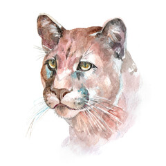 Watercolor cougar  animal on a white background illustration
