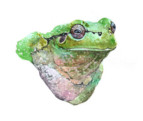 Watercolor frog  animal on a white background illustration