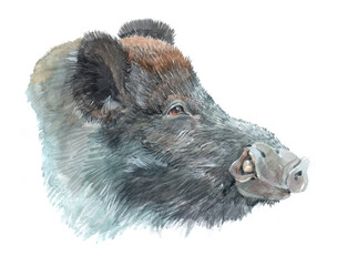 Watercolor boar  animal on a white background illustration
