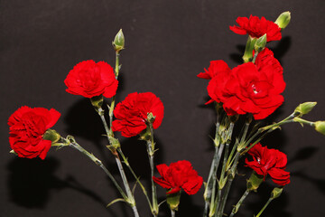 A bouquet of red carnations close-up on a black background. Author's bouquet of carnations on a black background.