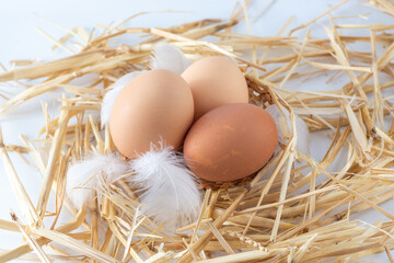 Eggs in a nest on a white background with feathers.