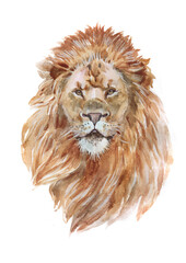 Watercolor realistic  lion tropical animal isolated on a white background illustration