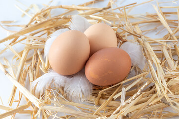 Eggs in a nest on a white background with feathers.
