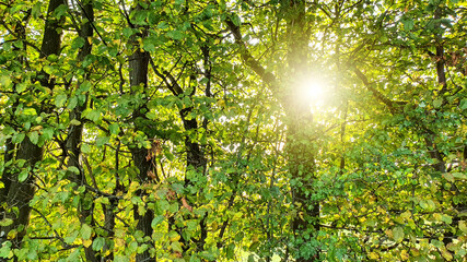 Fototapeta na wymiar Beautiful forest panorama with bright sun shining through the trees