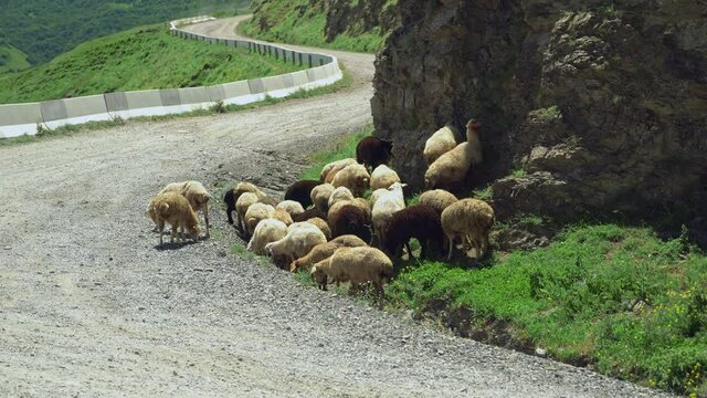 Herd of sheep walking on empty mountain road and eat grass on sideroad. Mountain rural landscape with sheeps.