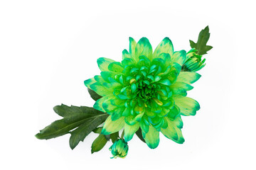 Incredible green aster on a white background close-up. Flower isolated on white background