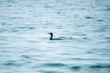 Cormorant swimming in the sea and preparing to dive to the bottom