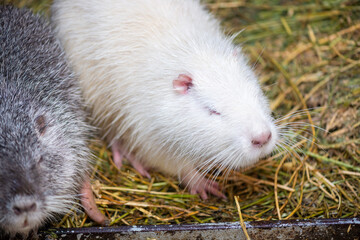Close-up of a white nutria with a pink nose and yellow teeth. Big rat. Mammal. Life style