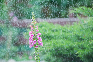 Obraz premium flowers in the rain