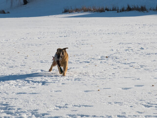 A stray dog caught a duck and carries it in its teeth in winter on the ice of a lake in the city