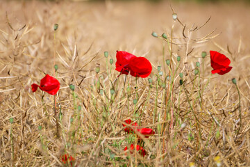 Poppies in a a Wheat Field