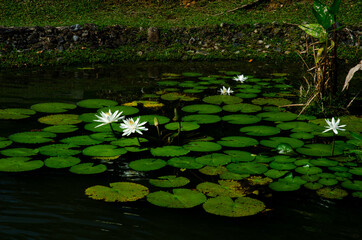 Blossom of waterlily grow from the muddy pond