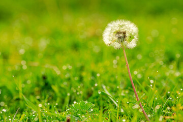 white dandelion on the background of a green glade after the rain
