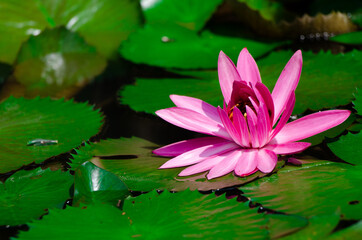 Blossom of waterlily grow in the pond
