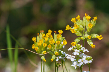 Spring flower. Flower of yellow primroses in the meadow