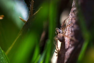 Araña lobo o saltarina. 