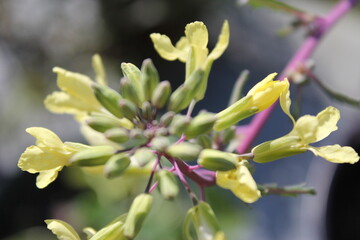 Annual flowers starting to bloom in mid March 2021 