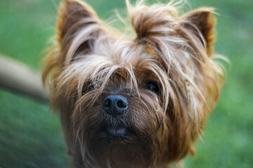 Close-up portrait of a beautiful Yorkshire dog on a blurred green background