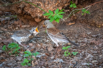 Thrush fieldfare, Turdus pylaris, feeds the chick with earthworms on the ground. An adult chick left the nest but his parents continue to take care of him.