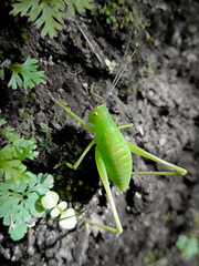 green grasshopper on a rock