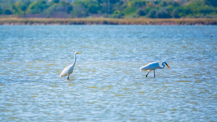 Two white herons stands in the lake