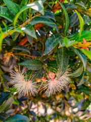 Planta bonita en medio de ramas y árboles.