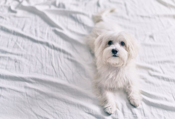 Adorable white dog at bed.