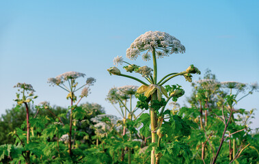 Field of a giant flowering hogweed, dangerous to humans. Poisonous plant