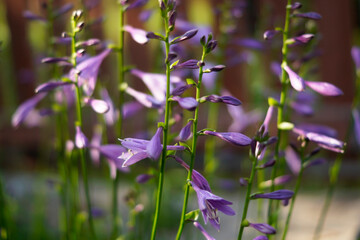 purple hosta flower close-up