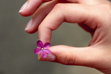 Small purple lilac flower in fingers of the girl