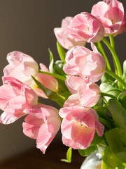 Macro Pink tulips with dew and water droplets. Tenderness