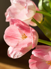 Macro Pink tulips with dew and water droplets. Tenderness