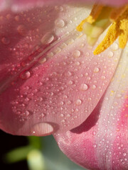 Macro Pink tulips with dew and water droplets. Tenderness