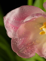 Macro Pink tulips with dew and water droplets. Tenderness