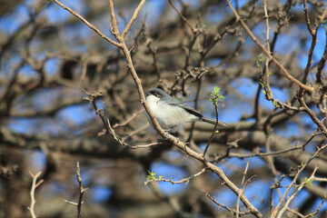black-capped warbling-finch bird
