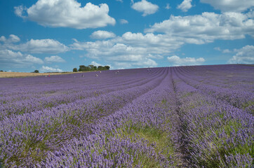 Lavender Fields from the UK Countryside in Hertfordshire