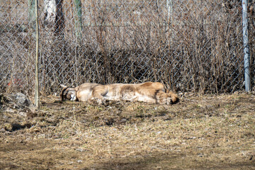 A Puma Resting Against a Fence