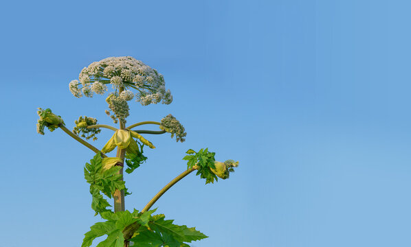 Giant blooming hogweed, dangerous to humans. Closeup of a white blooming Giant Hogweed or Heracleum plant and its seed heads. Poisonous plant.