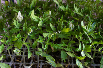 plantel de tomateras ( Solanum lycopersicum )puestas en expositor con bandeja de poliespán .