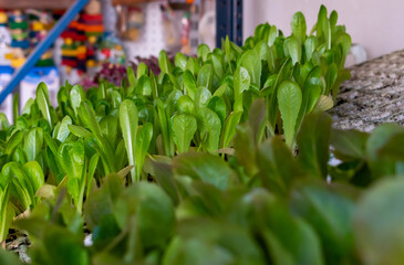 Obraz premium plantel de lechugas romanas ( Lactuca sativa Familia Asteraceae )puestas en expositor con bandeja de poliespán .