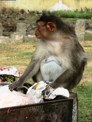 Die Ruinen von Hampi / Weltkulturerbe in Karnataka, Südindien