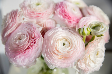 the Bouquet of pale pink Persian buttercups isolated on pale gray.