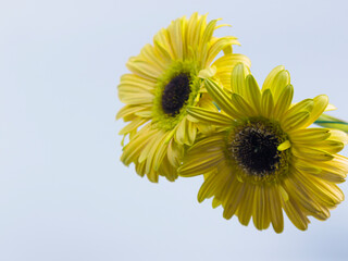 two yellow gerberas, author's toning, letterhead for a postcard, copy space
