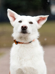 mongrel dog in the park