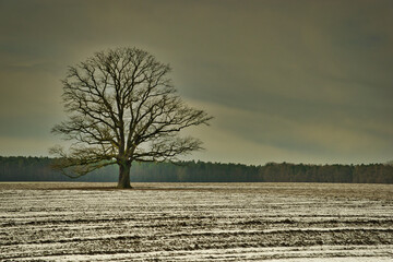 Samotne drzewo na polu w zimowy poranek. - obrazy, fototapety, plakaty