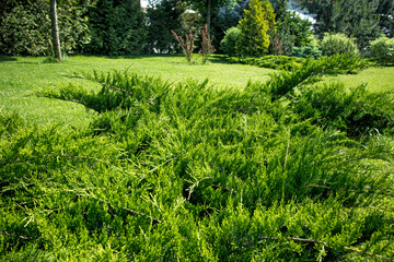 Obraz premium Juniper bushes in an English park in sunny weather