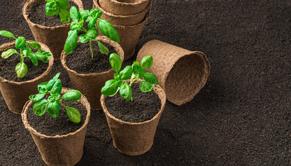 Seedlings in peat pots. Side view with copy space.
