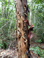Calycophyllum spruceanum  (common name: capirona), is a canopy tree indigenous.  The tree has an...