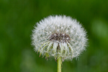 Fototapeta premium dandelion, beautiful white flowers in the meadow, floral background of delicate flowers, macro photography